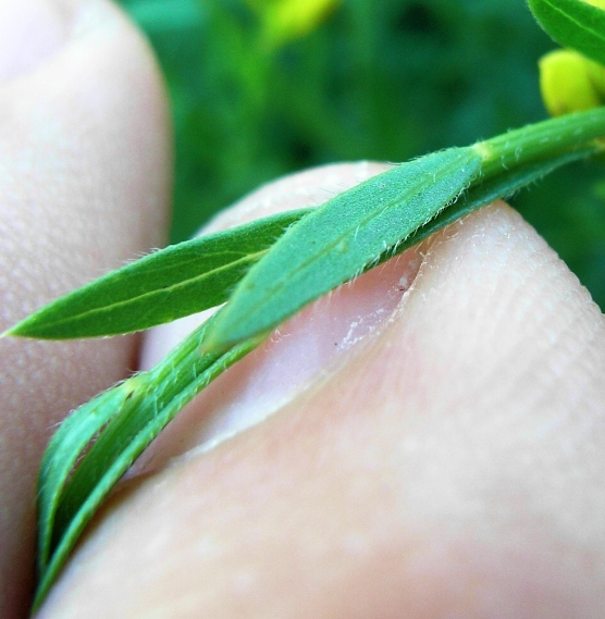 Genista tinctoria / Ginestra minore